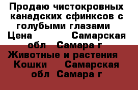 Продаю чистокровных канадских сфинксов с голубыми глазами › Цена ­ 5 000 - Самарская обл., Самара г. Животные и растения » Кошки   . Самарская обл.,Самара г.